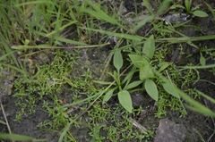 Alisma