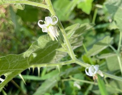 Solanum viarum