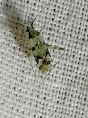 Phytocoris tiliae