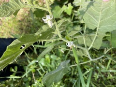 Solanum viarum