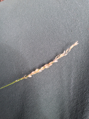 Piptatheropsis pungens