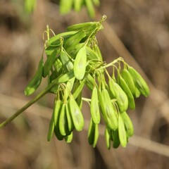 Isatis tinctoria