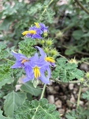 Solanum citrullifolium