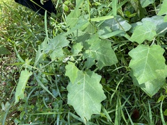 Solanum viarum