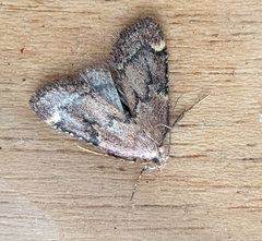 Hypsopygia