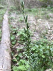 Liatris punctata