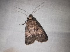 Agrotis bigramma
