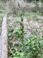 Liatris punctata