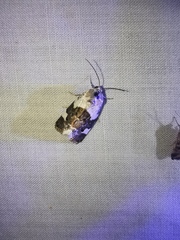 Acontia lucida