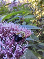 Bombus affinis