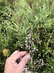Swertia macrosperma