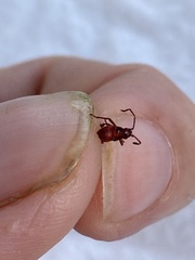 Heteroptera