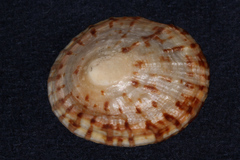 Cellana radians