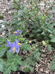 Solanum citrullifolium