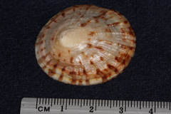Cellana radians