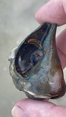 Clibanarius vittatus