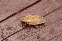 Aelia acuminata
