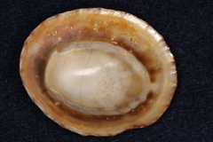 Cellana radians