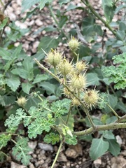 Solanum citrullifolium