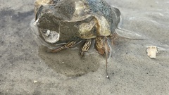 Clibanarius vittatus