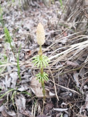 Equisetum sylvaticum