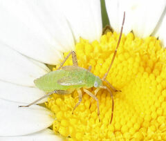 Miridae