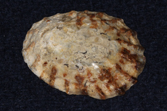 Cellana radians