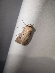 Agrotis bigramma