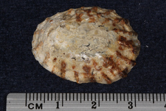 Cellana radians