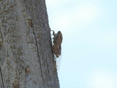 Cicada orni