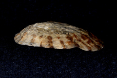 Cellana radians