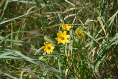 Bidens trichosperma