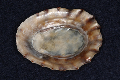 Cellana radians
