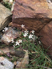 Micranthes stellaris robusta