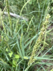 Setaria leucopila