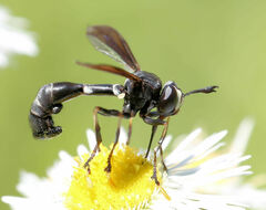 Physocephala tibialis
