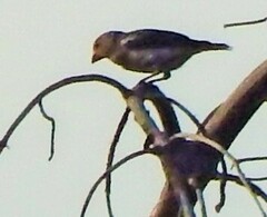 Coccothraustes coccothraustes