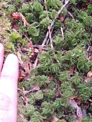 Leucolepis