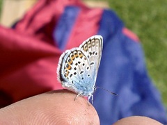 Plebejus