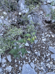 Brickellia grandiflora