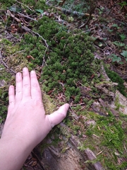 Leucolepis