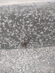 Centroctenus brevipes