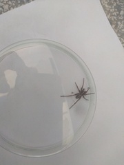 Centroctenus brevipes