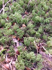 Leucolepis