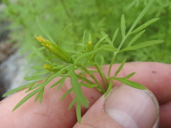 Bidens lemmonii