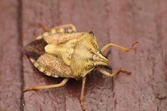 Carpocoris
