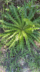 Cirsium horridulum
