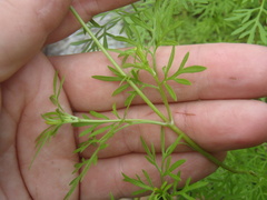 Bidens lemmonii
