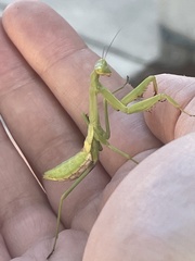 Tenodera sinensis
