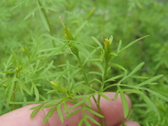 Bidens lemmonii